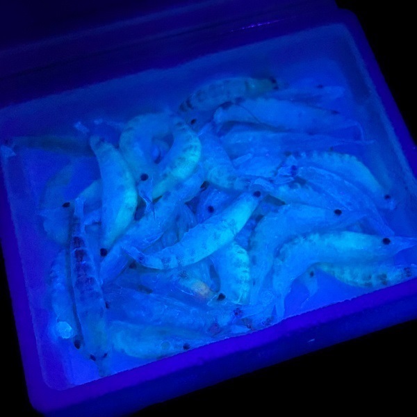 【店頭販売限定品】ケイムラコーティング厳選オキアミ